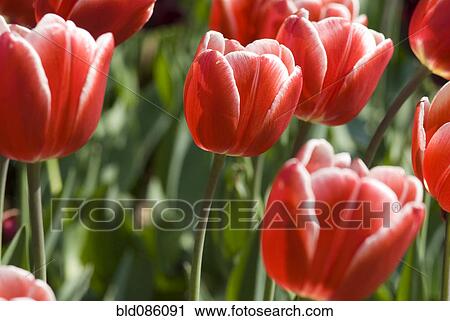 Stock Image - Close up of red tulips. Fotosearch