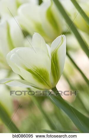 Close up of white tulip View Large Photo Image Stock Photography - Close up of white tulip. Fotosearch