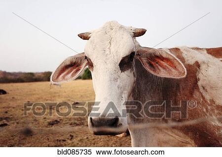 Stock Photography - Cow standing in field. Fotosearch