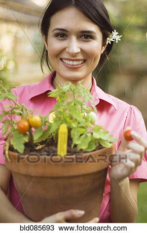 Stock Image - Hispanic woman holding potted tomato plant. Fotosearch