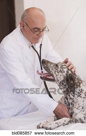 Stock Photo - Veterinarian listening to dog's heartbeat. Fotosearch