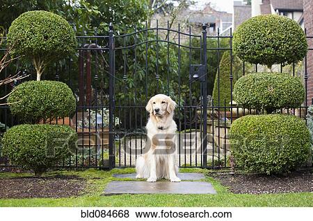 Stock Photo - Golden retriever sitting in front of gate. Fotosearch