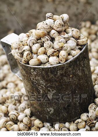 Stock Photography - Close up of periwinkle shells in metal cup. Fotosearch