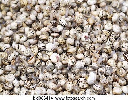 Picture - Close up of periwinkle shells. Fotosearch