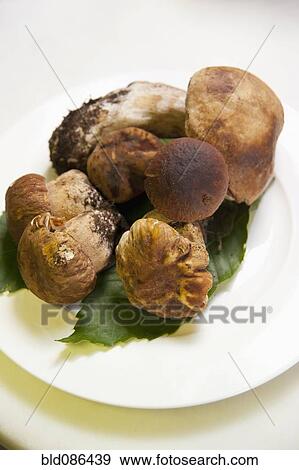 Stock Photo - Various mushrooms on plate. Fotosearch
