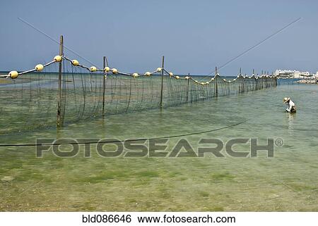 Fisherman standing in shallow sea View Large Photo Image Stock Photograph - Fisherman standing in shallow sea. Fotosearch