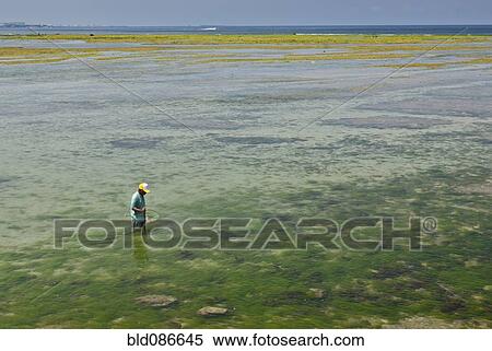 Fisherman standing in shallow sea View Large Photo Image Stock Photography - Fisherman standing in shallow sea. Fotosearch