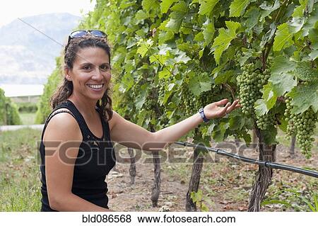 Stock Photo - Hispanic woman looking at grapes in vineyard. Fotosearch