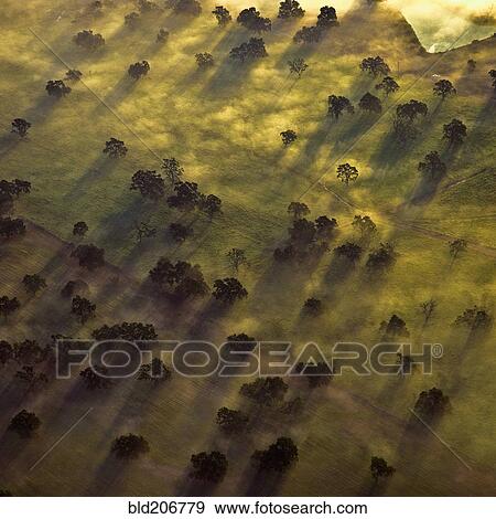 Aerial of Trees in Morning Mist View Large Photo Image Stock Photo - Aerial of Trees in Morning Mist. Fotosearch