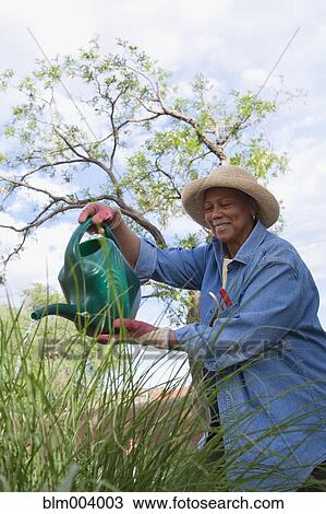 African woman watering plants in garden View Large Photo Image Stock Image - African woman watering plants in garden. Fotosearch