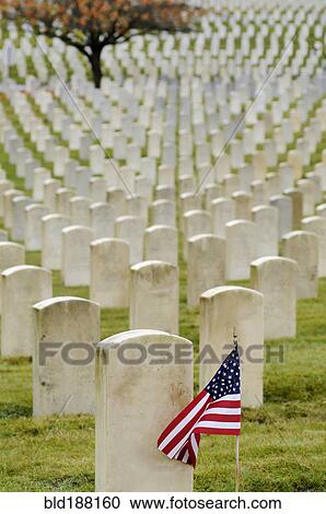 American flag planted in veteran cemetery View Large Photo Image Stock Image - American flag planted in veteran cemetery. Fotosearch