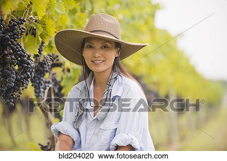 Stock Image - Asian woman picking grapes in vineyard. Fotosearch