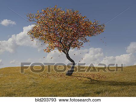 Stock Image - Autumn tree growing in rural landscape. Fotosearch
