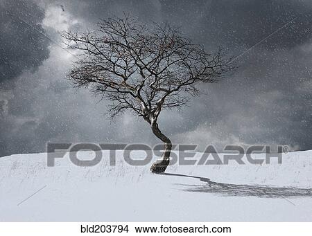 Picture - Bare tree in winter landscape. Fotosearch