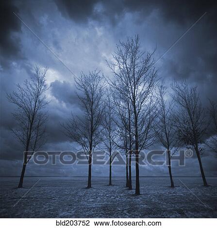 Bare trees in snowy landscape View Large Photo Image Stock Image - Bare trees in snowy landscape. Fotosearch