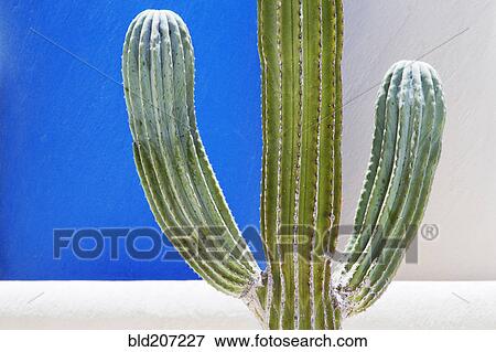 Stock Photo - Cactus. Fotosearch