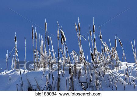 Cattails growing on snowy hilltop View Large Photo Image Picture - Cattails growing on snowy hilltop. Fotosearch