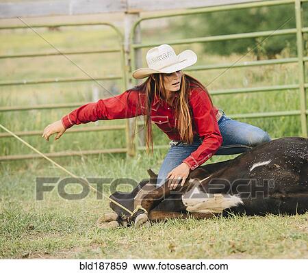 Stock Photo - Caucasian cowgirl tying cattle on ranch. Fotosearch