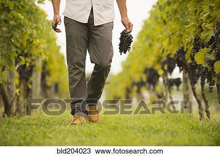 Stock Image - Caucasian farmer carrying grapes in vineyard. Fotosearch