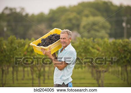 Stock Photography - Caucasian farmer carrying grapes in vineyard. Fotosearch