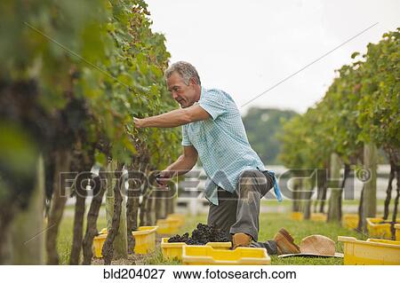 Stock Photo - Caucasian farmer picking grapes in vineyard. Fotosearch