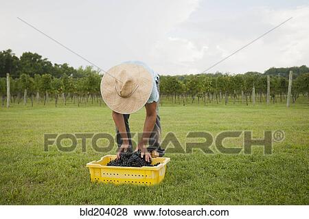 Stock Photo - Caucasian farmer with crate of grapes in vineyard. Fotosearch