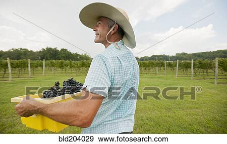 Stock Photo - Caucasian farmer with crate of grapes in vineyard. Fotosearch