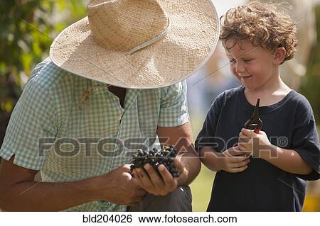 Caucasian man and son in vineyard View Large Photo Image Stock Photograph - Caucasian man and son in vineyard. Fotosearch