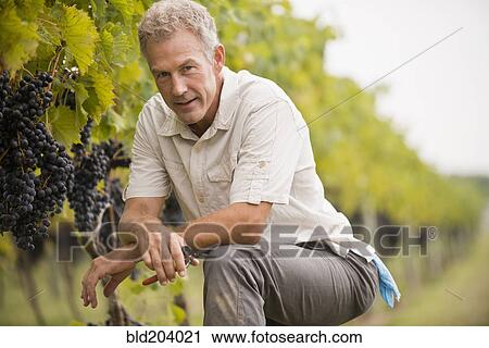 Stock Image - Caucasian man picking grapes in vineyard. Fotosearch