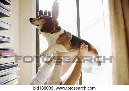 Stock Image - Caucasian woman playing with dog in reindeer horns. Fotosearch
