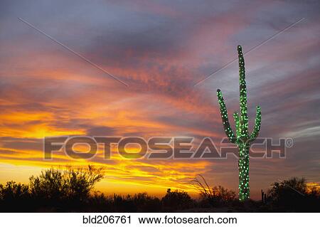 Stock Image - Christmas Suguaro in the Desert. Fotosearch