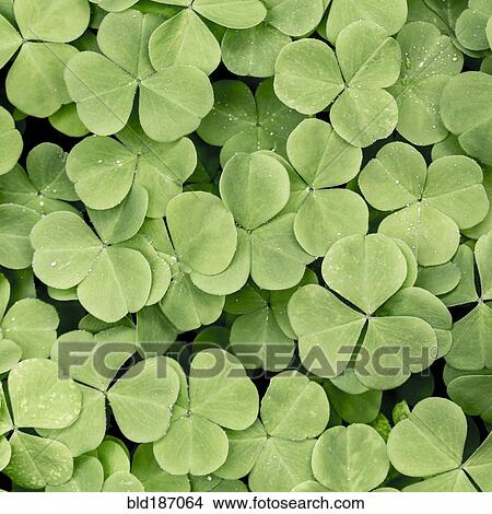Picture - Close up of blooming clover plants. Fotosearch