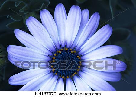 Close up of blooming flower View Large Photo Image Stock Image - Close up of blooming flower. Fotosearch