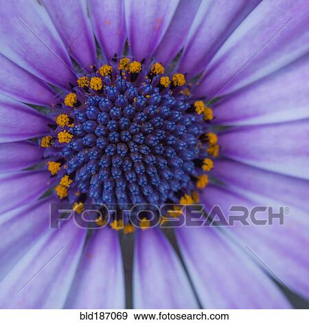 Close up of blooming flower View Large Photo Image Stock Photo - Close up of blooming flower. Fotosearch