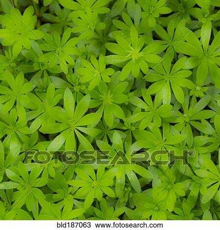 Stock Image - Close up of blooming flowers. Fotosearch