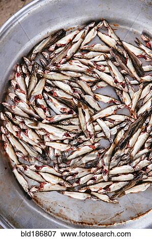 Stock Photo - Close up of fresh fish in metal bowl. Fotosearch