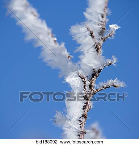 Stock Image - Close up of frost on tree branches. Fotosearch