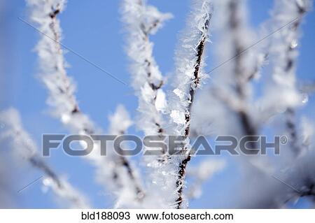 Stock Image - Close up of frost on tree branches. Fotosearch