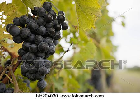 Close up of grapes on vine View Large Photo Image Stock Image - Close up of grapes on vine. Fotosearch