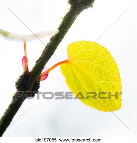 Stock Photography - Close up of leaf growing on branch. Fotosearch