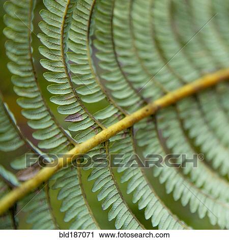 Stock Image - Close up of leaves growing on plant. Fotosearch