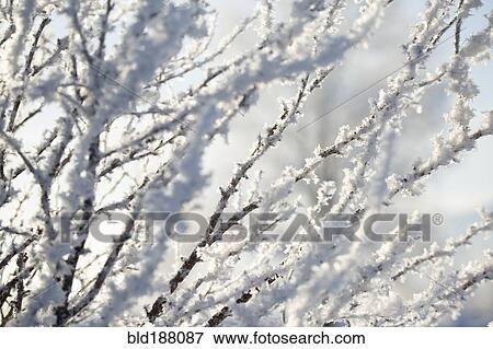 Close up of snowy tree branches View Large Photo Image Stock Photo - Close up of snowy tree branches. Fotosearch