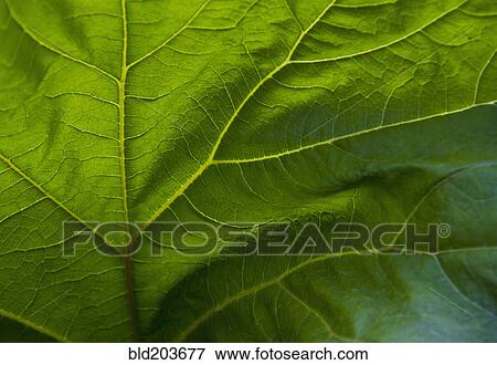 Close up of veins in green leaf View Large Photo Image Stock Photo - Close up of veins in green leaf. Fotosearch
