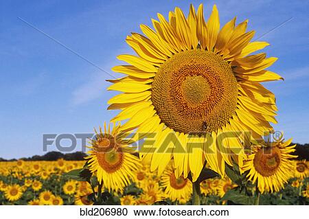 Close up sunflowers in field, South Dakota, United States View Large Photo Image Stock Image - Close up sunflowers in field, South Dakota, United States. Fotosearch