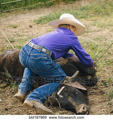 Cowboy tying cattle on ranch View Large Photo Image Stock Photo - Cowboy tying cattle on ranch. Fotosearch