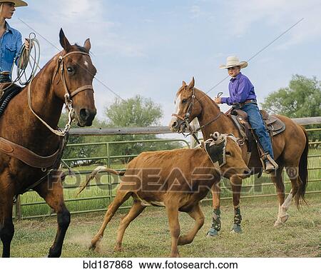 Stock Photo - Cowgirl and cowboy lassoing cattle on ranch. Fotosearch