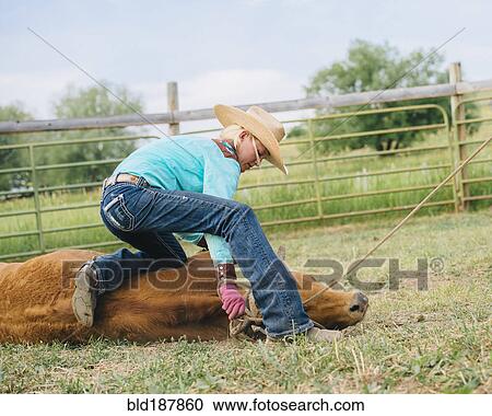 Cowgirl tying cattle on ranch View Large Photo Image Stock Image - Cowgirl tying cattle on ranch. Fotosearch