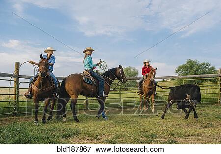Stock Photo - Cowgirls on horseback lassoing cattle on ranch. Fotosearch