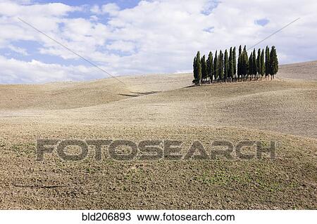 Cypress Trees View Large Photo Image Stock Image - Cypress Trees. Fotosearch