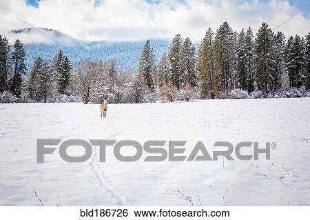 Stock Photograph - Deer standing in snowy field. Fotosearch